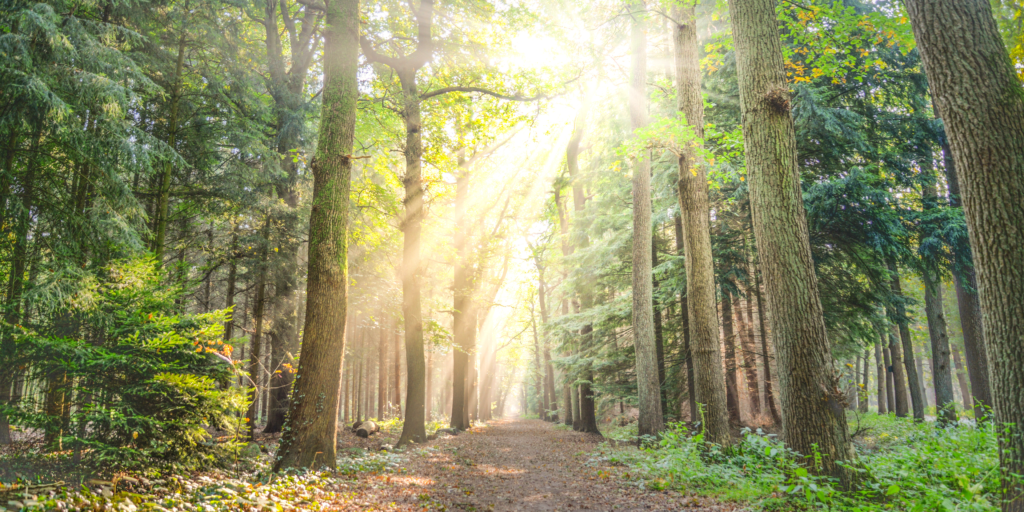 God rays peering through a dense forest over a wide path.