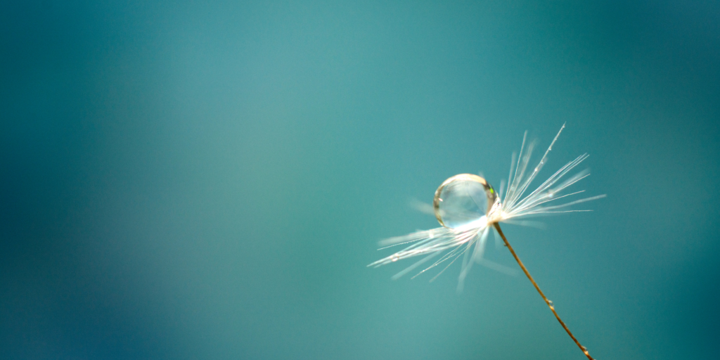 A dew drop on a flower seed in the wind.